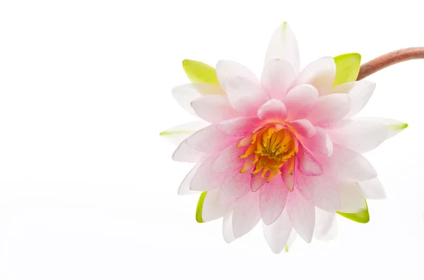 Lotus flower isolated white background — Stock Photo, Image