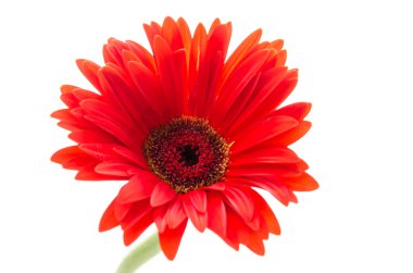 Gerbera