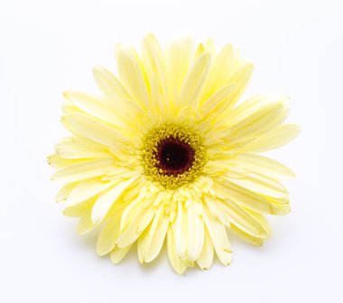 Gerbera