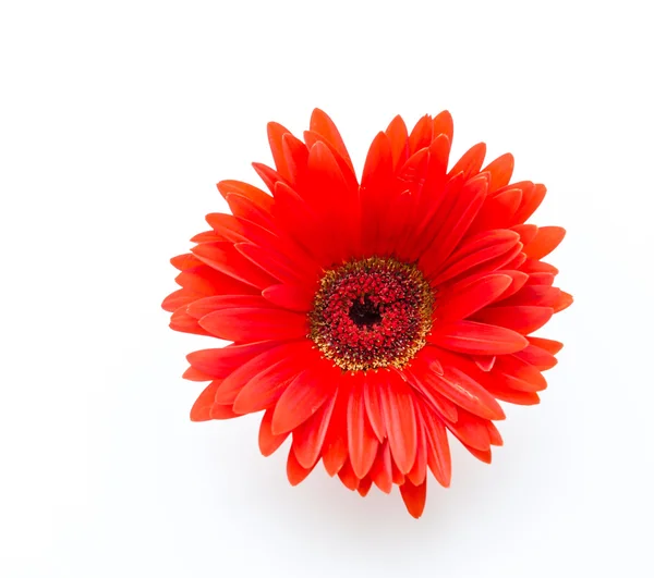 Gerbera — Zdjęcie stockowe