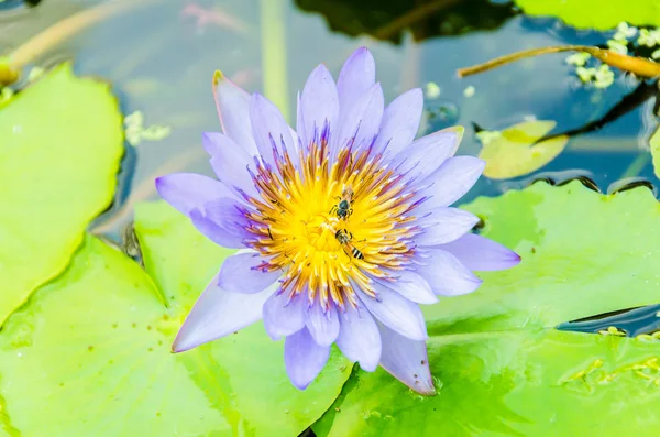 Fiore di loto — Foto Stock