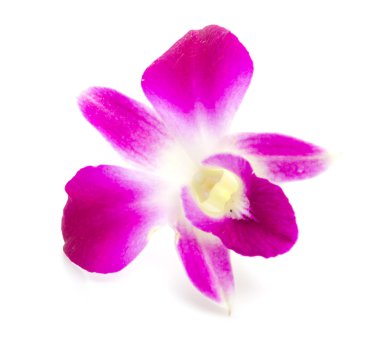 Beyaz arka plan Mor orkide çiçek izole