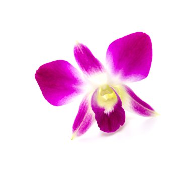 Beyaz arka plan Mor orkide çiçek izole