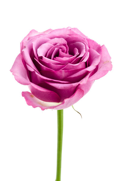 Pink rose isolated on white — Stock Photo, Image