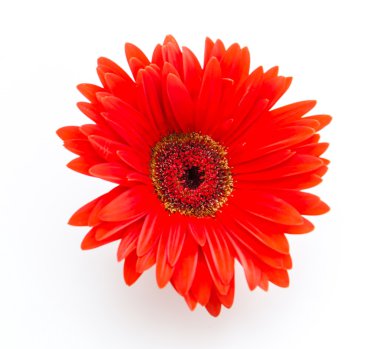 Gerbera