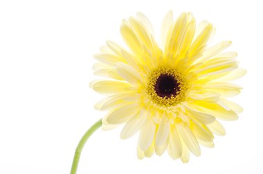 Gerbera