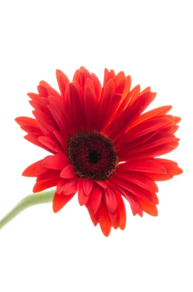 Gerbera — Stok fotoğraf