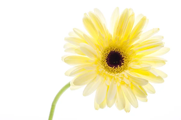 Gerbera — Stockfoto