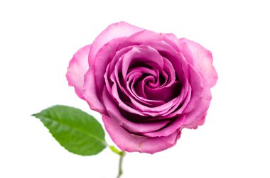 Pembe gül beyaz üzerine izole