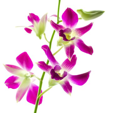 izole orchind beyaz arka plan