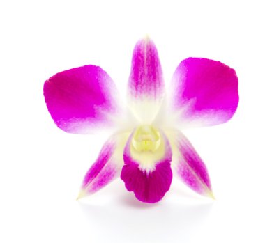 Beyaz arka plan Mor orkide çiçek izole
