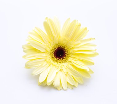 Gerbera