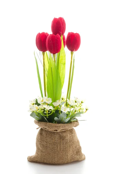 Fiore di tulipani — Foto Stock