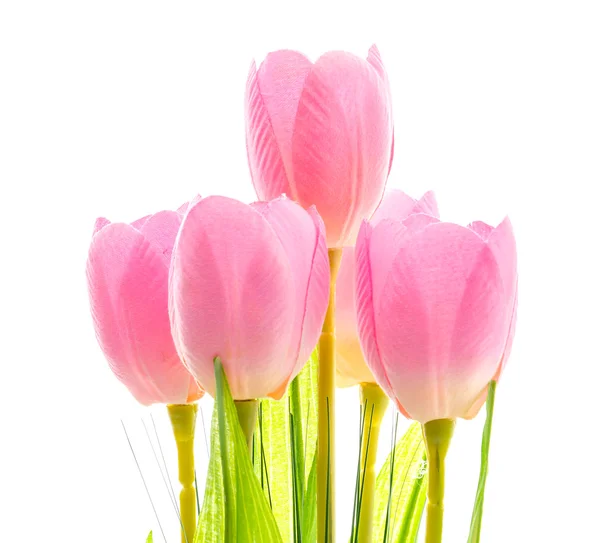 Tulips flower — Stock Photo, Image