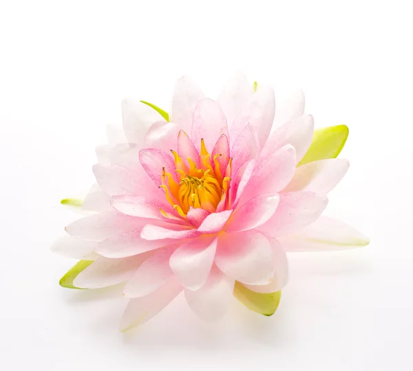 Цветок лотоса изолированный белый фон — стоковое фото