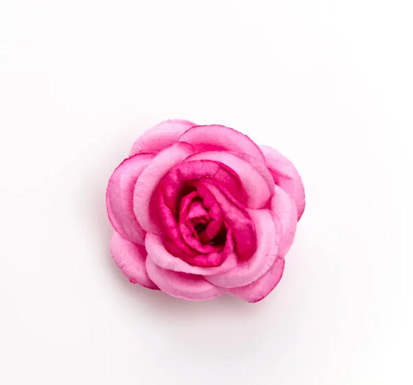 Pink rose isolated on white background — Stock Photo, Image