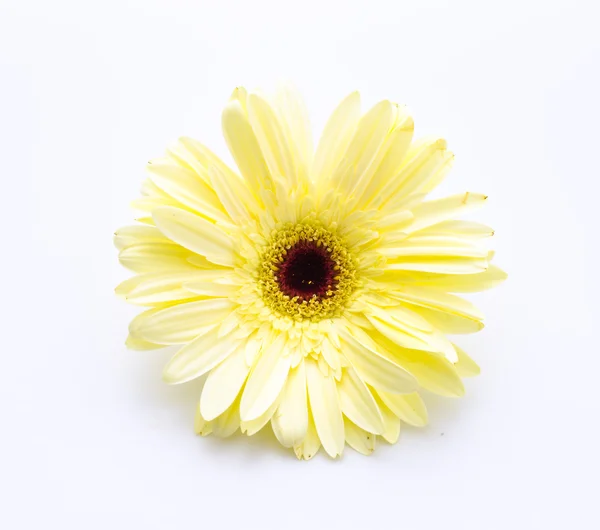 Gerbera — Zdjęcie stockowe