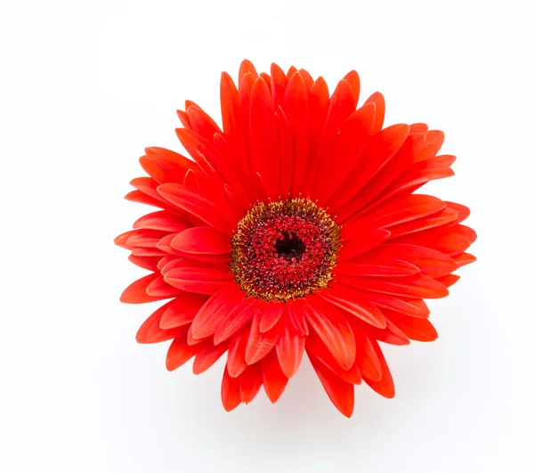 Gerbera Royalty Free Stock Images