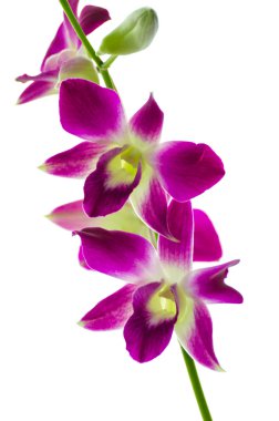 izole orchind beyaz arka plan