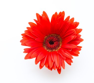 Gerbera