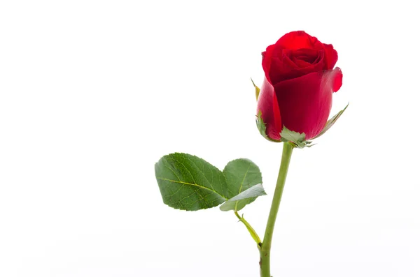 Red rose — Stock Photo, Image