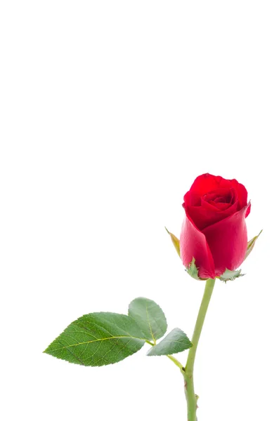 Rote Rose — Stockfoto