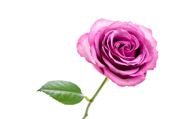 Rosa ros isolerad på vit — Stockfoto