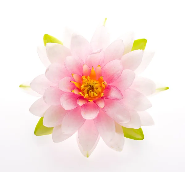 Lotus blomma isolerade vit bakgrund — Stockfoto