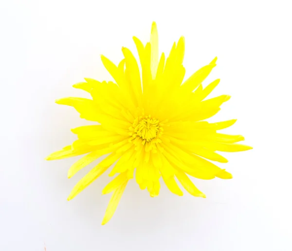 Flor amarilla aislada sobre fondo blanco — Foto de Stock