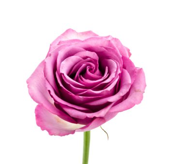 Pembe gül beyaz üzerine izole