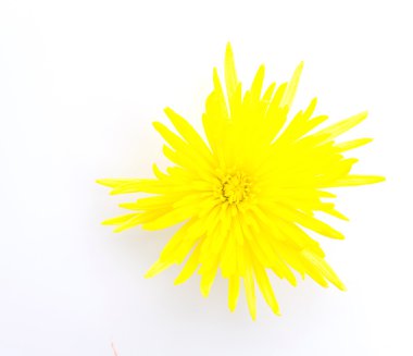 Beyaz arkaplanda izole edilmiş sarı çiçek