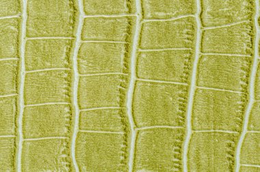 yeşil deri dokusu arkaplanı