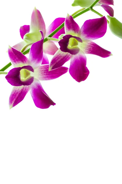 Orchind isoliert weißen Hintergrund — Stockfoto