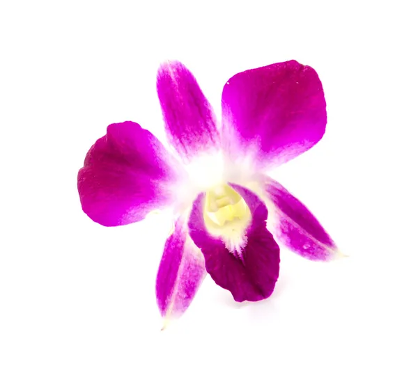 Orchidée violette fleur isolé fond blanc — Photo