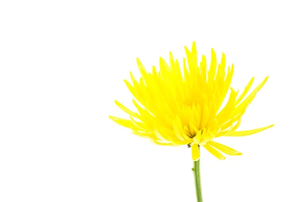 Flor amarela isolada no fundo branco — Fotografia de Stock