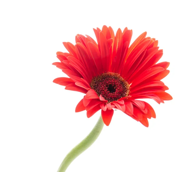 Gerbera — Stok fotoğraf