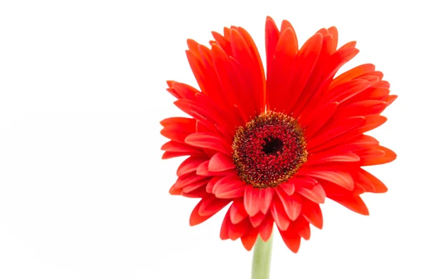 Gerberas —  Fotos de Stock