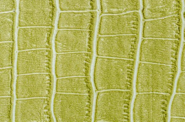 Grön läder struktur bakgrund — Stockfoto