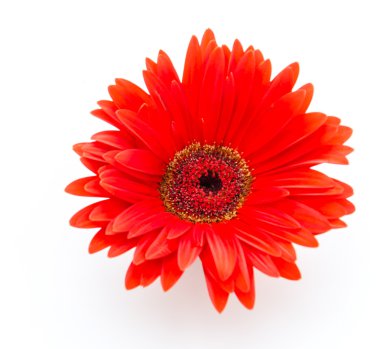 Gerbera