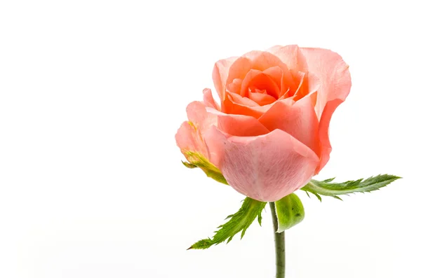 Rose — Stock Photo, Image