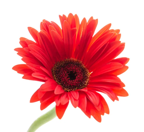 Gerbera — Stok fotoğraf