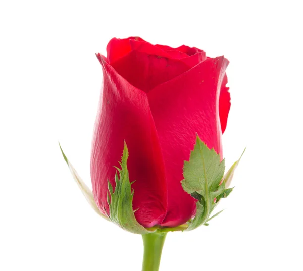 Rosa vermelha — Fotografia de Stock