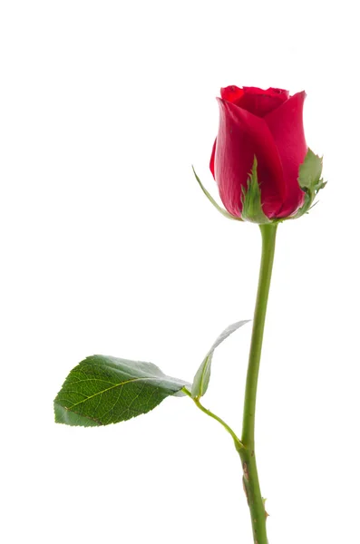 Red rose — Stock Photo, Image