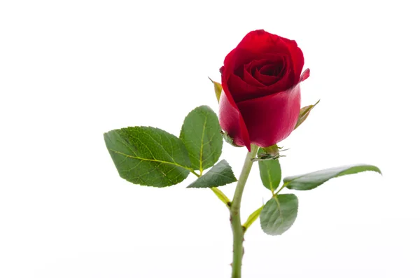 Rote Rose — Stockfoto