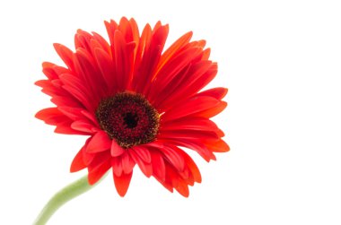 Gerbera