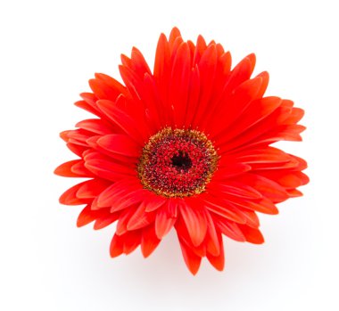 Gerbera