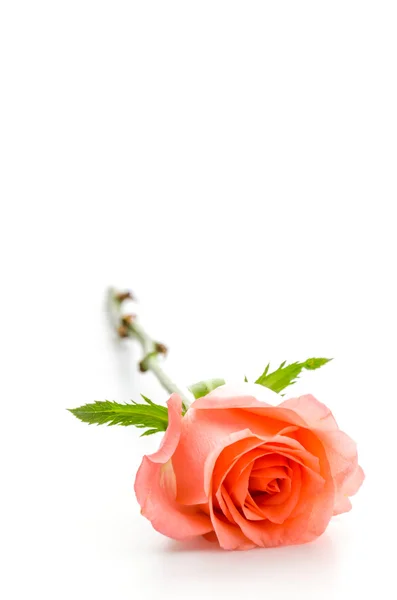 Rosa. — Foto Stock