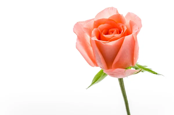 Rose — Stock Photo, Image