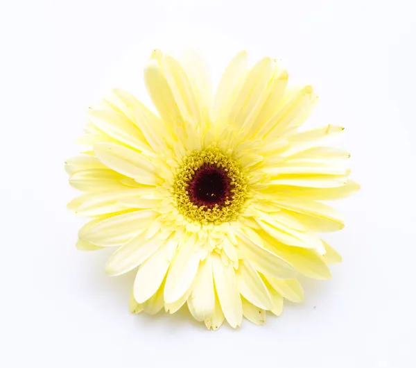 Gerbera — Foto Stock