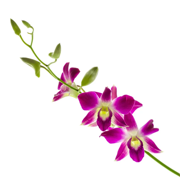 Orchidée isolé — Photo